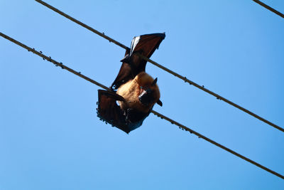 Low angle view of barbed wire against clear blue sky