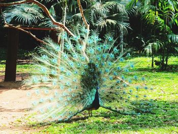 Low angle view of peacock on field