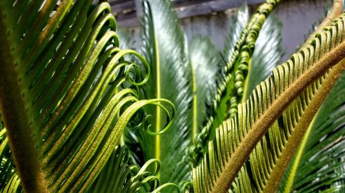 Close-up of fresh green plant
