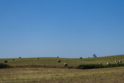 Scenic view of grassy field against blue sky
