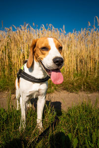 Dog looking away on field