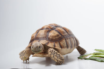 Close-up of a turtle against white background