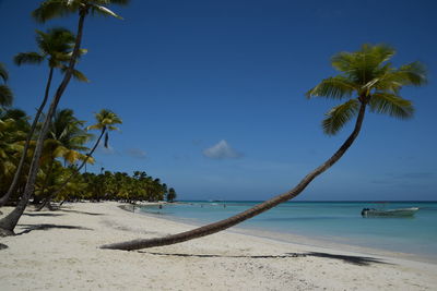 Palm trees on beach against sky