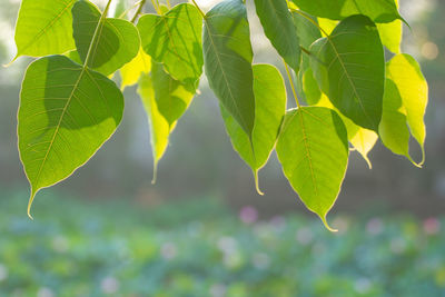 Close-up of fresh green leaves