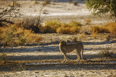 Cheetah walking on field