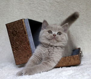 Close-up portrait of cat relaxing on floor