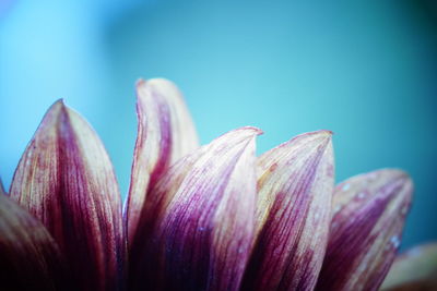 Close-up of purple flower