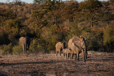 Elephant walking in a forest