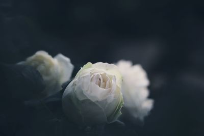 Close-up of white rose