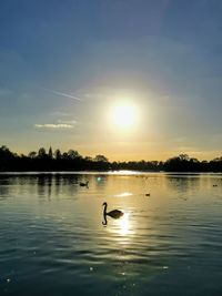 Swan swimming in lake against sky during sunset