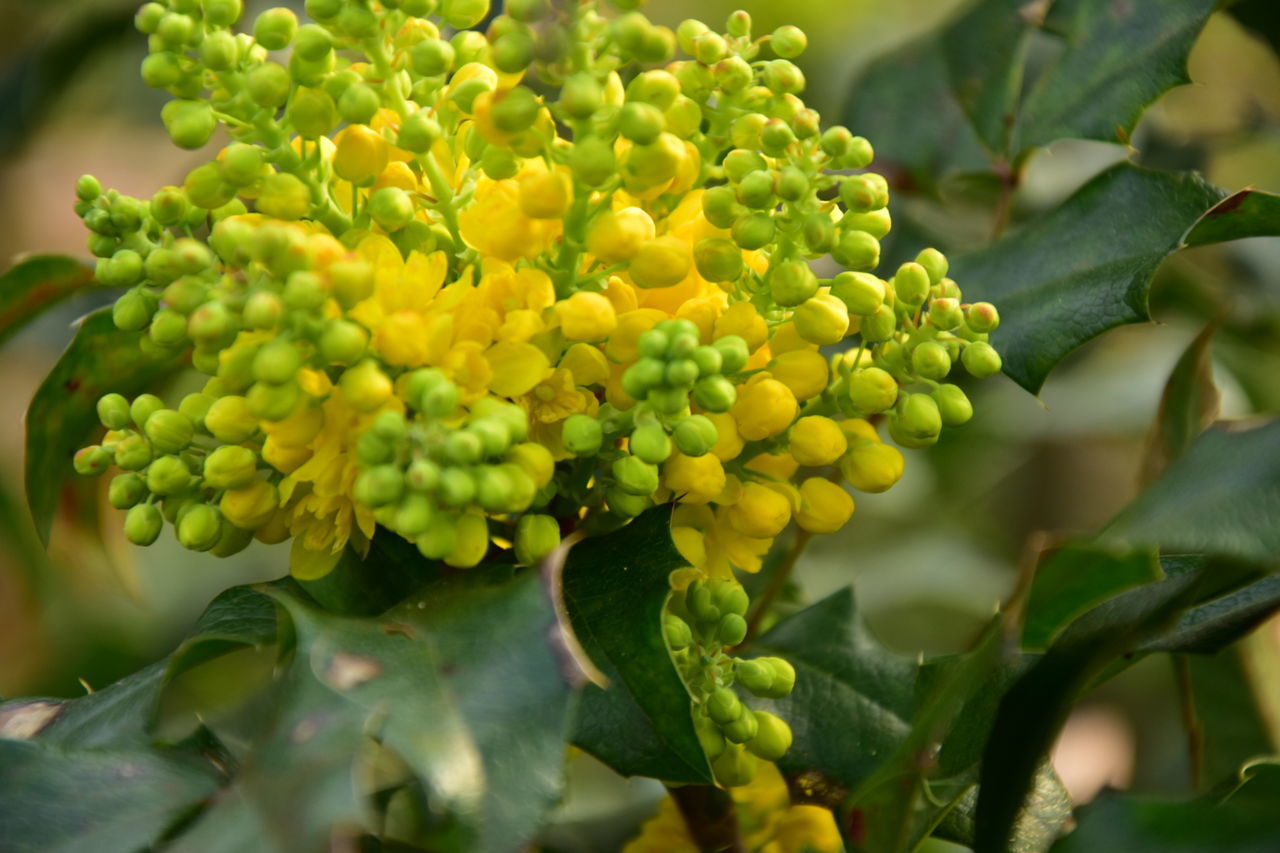 growth, green color, healthy eating, plant, leaf, freshness, food and drink, plant part, fruit, food, beauty in nature, close-up, nature, no people, day, wellbeing, tree, focus on foreground, selective focus, agriculture