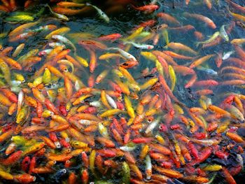 High angle view of koi carps swimming in pond