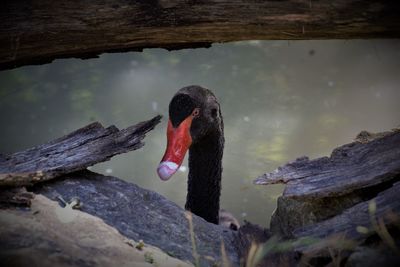 Side view of a swan swimming in lake