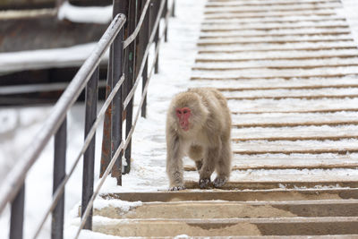 Monkey on the railing