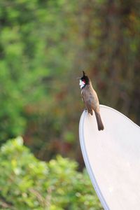 Close-up of bird perching on a land