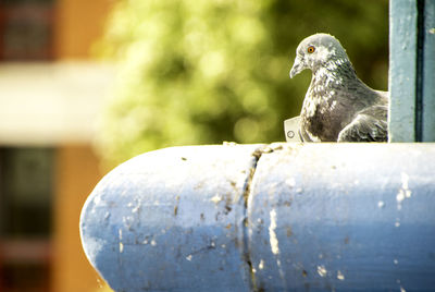 Close-up of bird perching on wood