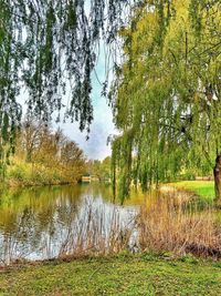 Scenic view of lake in forest