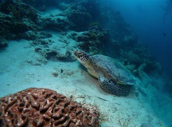 Turtle swimming in sea