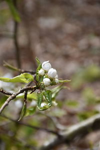 Close-up of white flowering plant