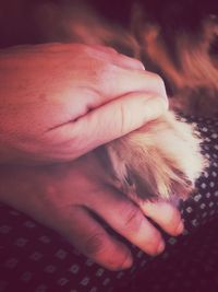 Close-up of hand holding small dog