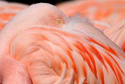 Close-up of bird