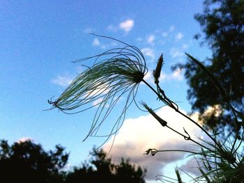 Low angle view of plant against sky