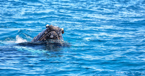 View of turtle swimming in sea