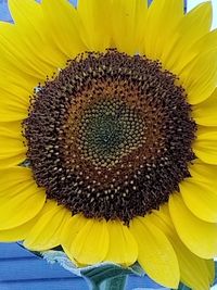 Close-up of sunflower blooming outdoors