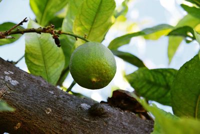 Close-up of fruits growing on tree