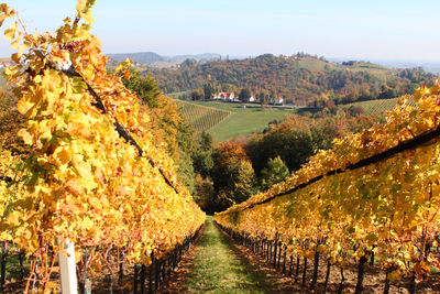 Scenic view of landscape against sky during autumn