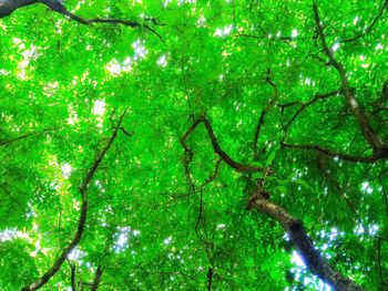 Low angle view of trees