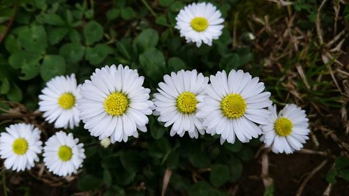 Close-up of white daisy flowers