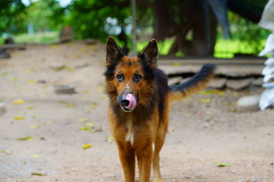 Portrait of dog standing on land