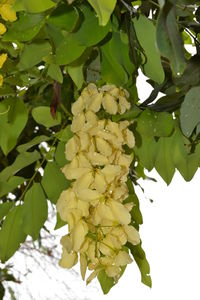 Leaves growing on plant