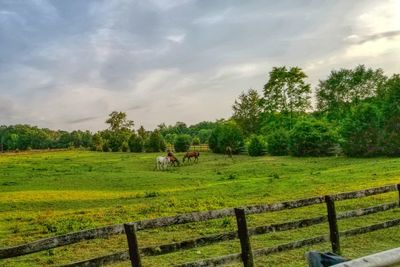 Horses in a field