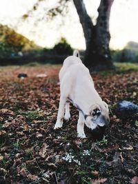 Dog looking away on field