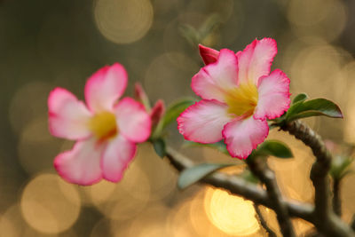 Close-up of pink flowering plant