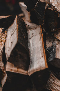 Close-up of wooden logs in forest