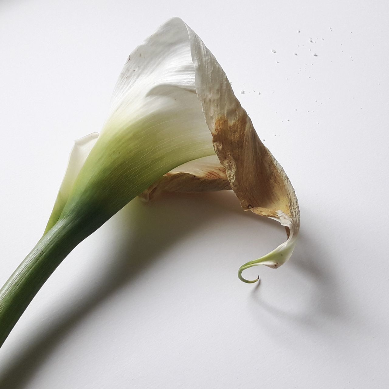 CLOSE-UP OF A WHITE FLOWER OVER GREEN BACKGROUND