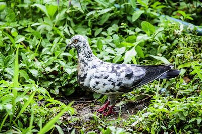 Close-up of a bird on field