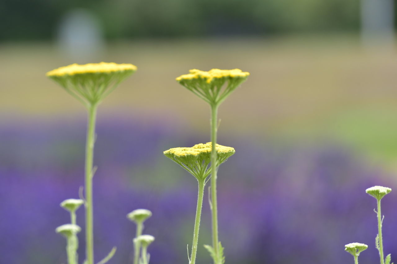 CLOSE-UP OF PURPLE FLOWERING PLANTS