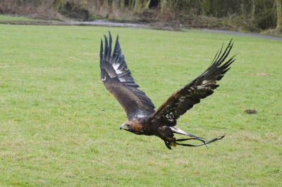 Bird flying over grassy field