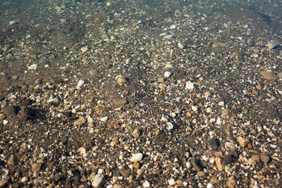 Full frame shot of pebbles on beach