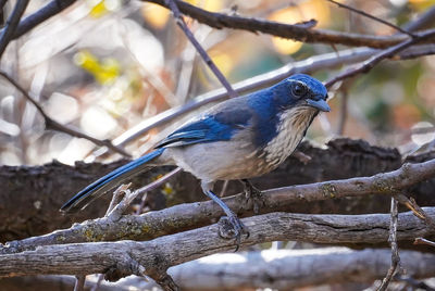 Close-up of bird perching on branch