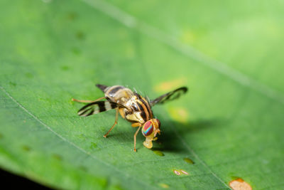 Close-up of insect on leaf