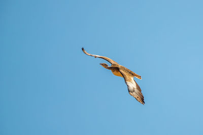 Low angle view of great bustard flying against clear blue sky