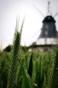 Close-up of plant growing on field