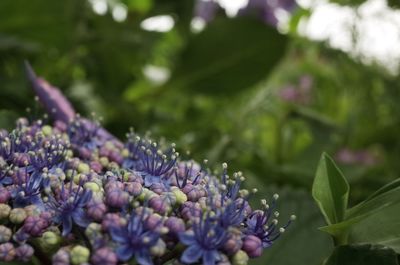 Close-up of flowers and buds in park