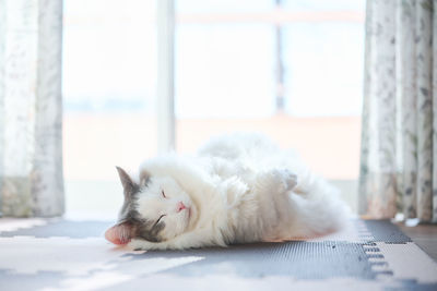 White cat rolling around the floor sleeping