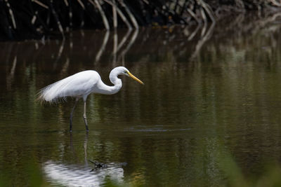 White heron in lake